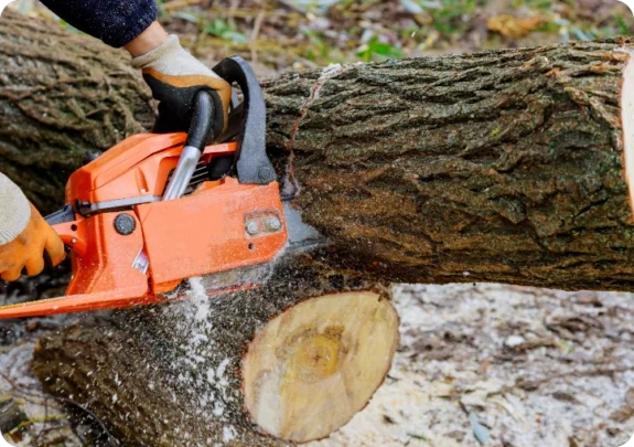 trädfällning Söderhamn, säker och effektiv trädfällning och bortforsling